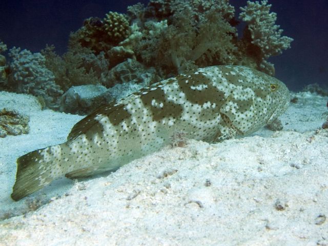 Epinephelu malabaricus